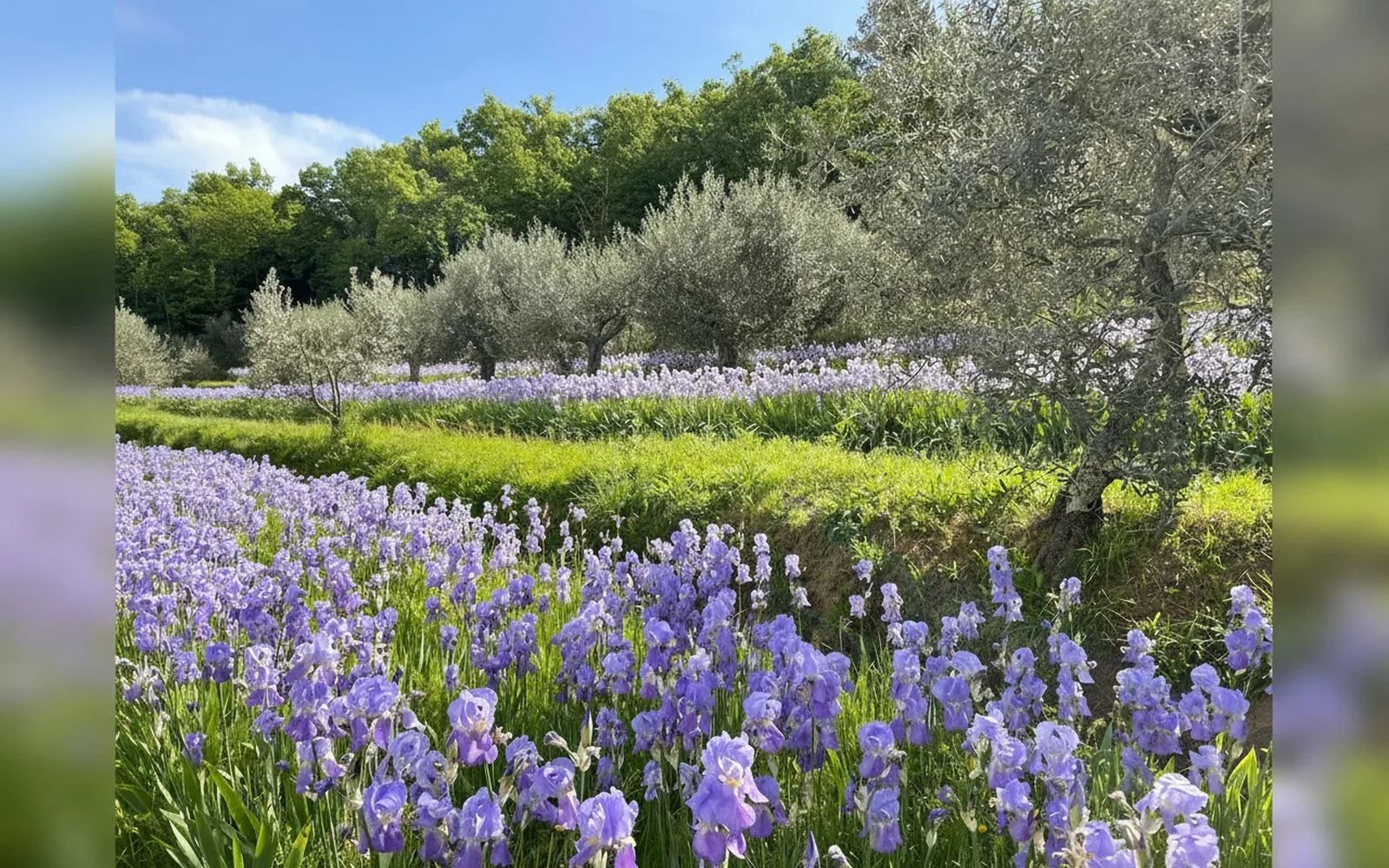 Agriturismo Il Bellini, — galleria foto 167