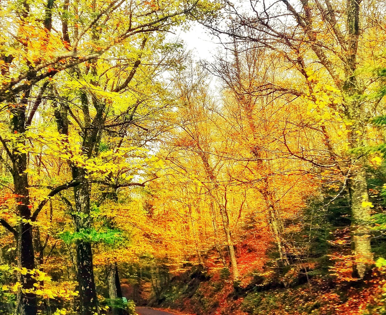 Alberi dal fogliame giallo e arancio nella foresta di Vallombrosa in autunno