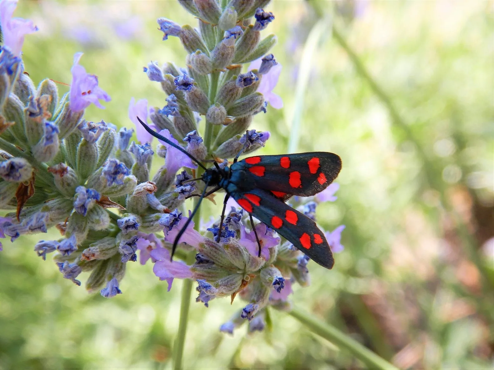 Primo piano di fiori di lavanda con una falena nera a macchie rosse