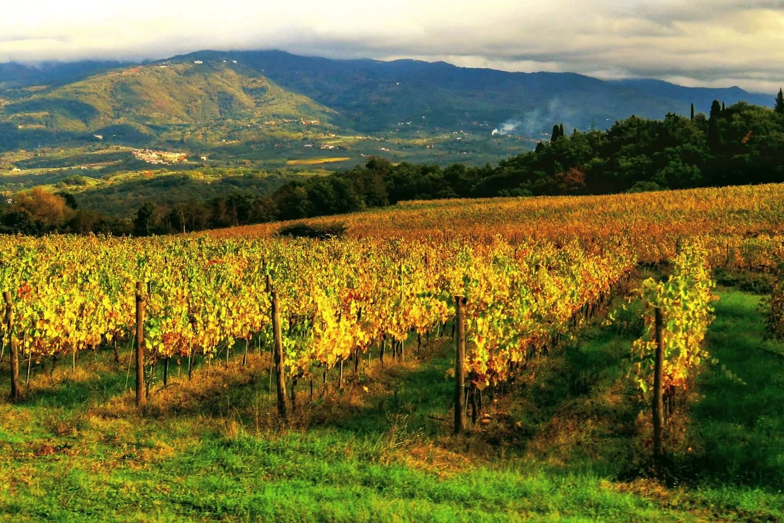 Filari di vite dalle foglie gialle in autunno a Rignano sull'Arno con il Pratomagno sullo sfondo