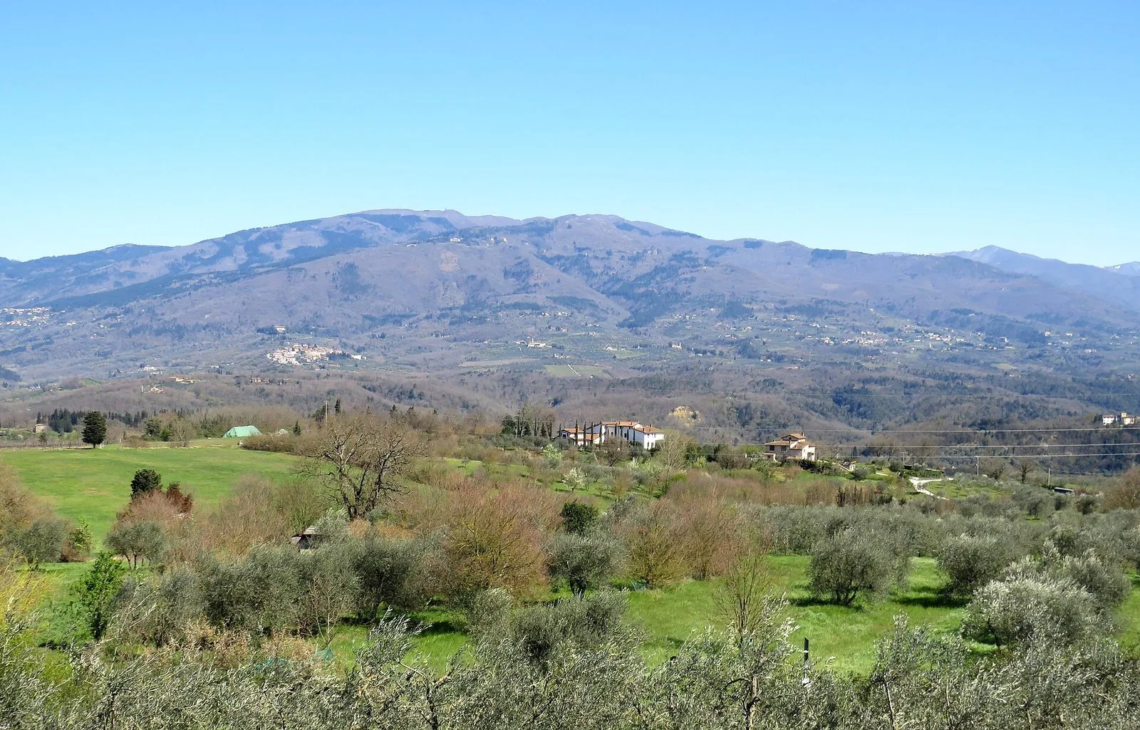 Colline del Valdarno con uliveti e prati in primavera e la catena del Pratomagno sullo sfondo