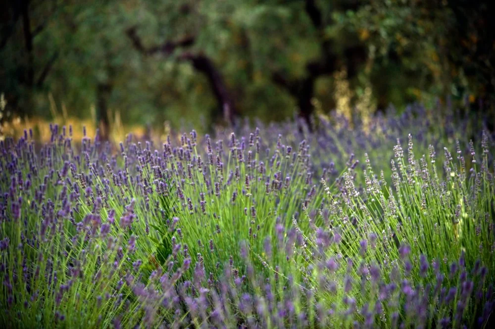 Agriturismo Il Bellini,
